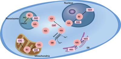 The Relationship of Redox With Hallmarks of Cancer: The Importance of Homeostasis and Context